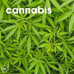 Cannabis | BIZIA - Centre de soins en addictologie